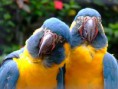 /album/loro-park/loro-park-2-jpg/